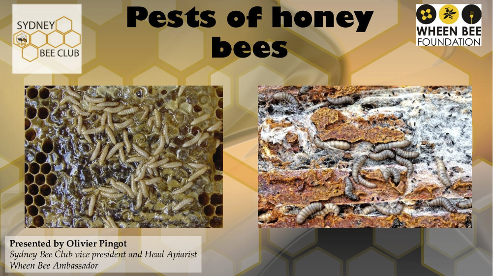 Pests of Honey Bees