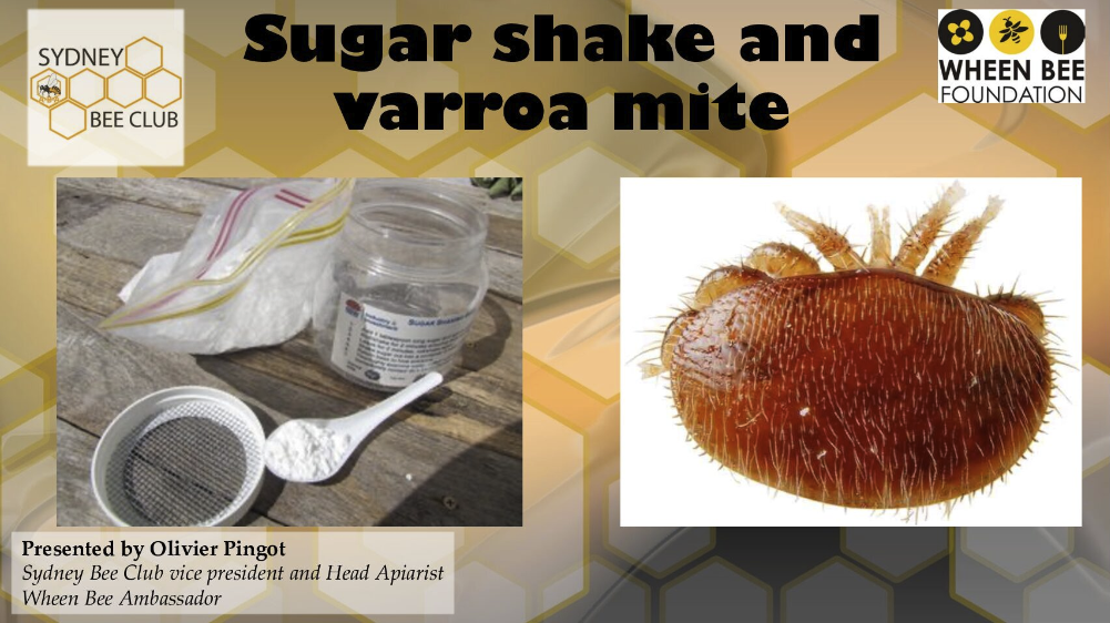 Sugar shake and varroa mite